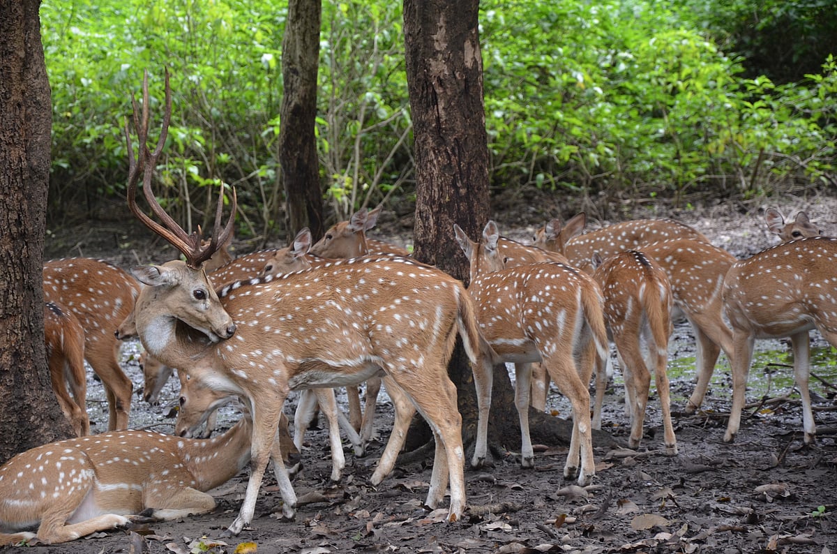 Rajaji National Park | rajajitigerreserve.uk.gov.in                                     : The bench asked why the chief minister should have "special affection" for the officer.